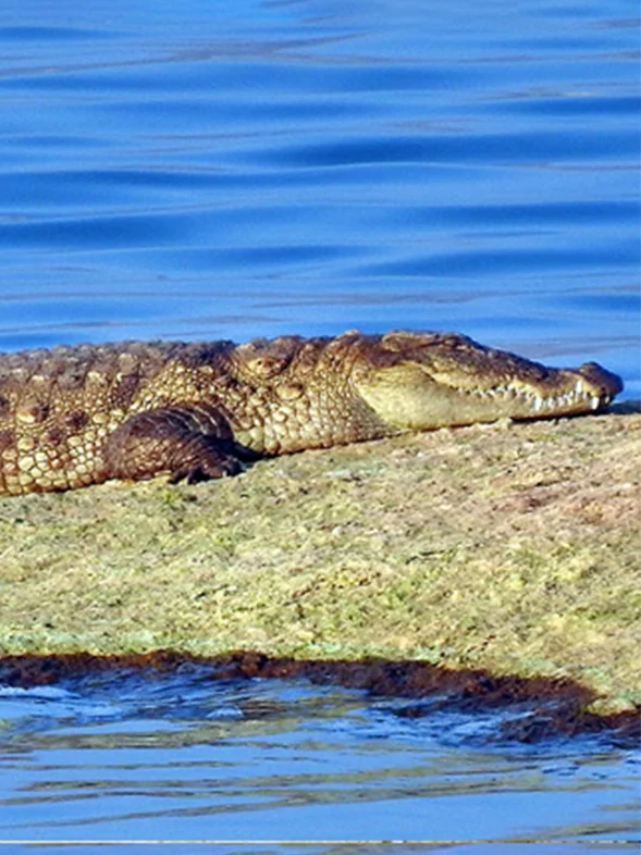 Kavish Jawai Village Resort